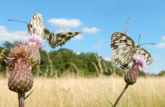 Schachbrettfalter auf Disteln auf einem Feld | © Dr. Christian Stierstorfer