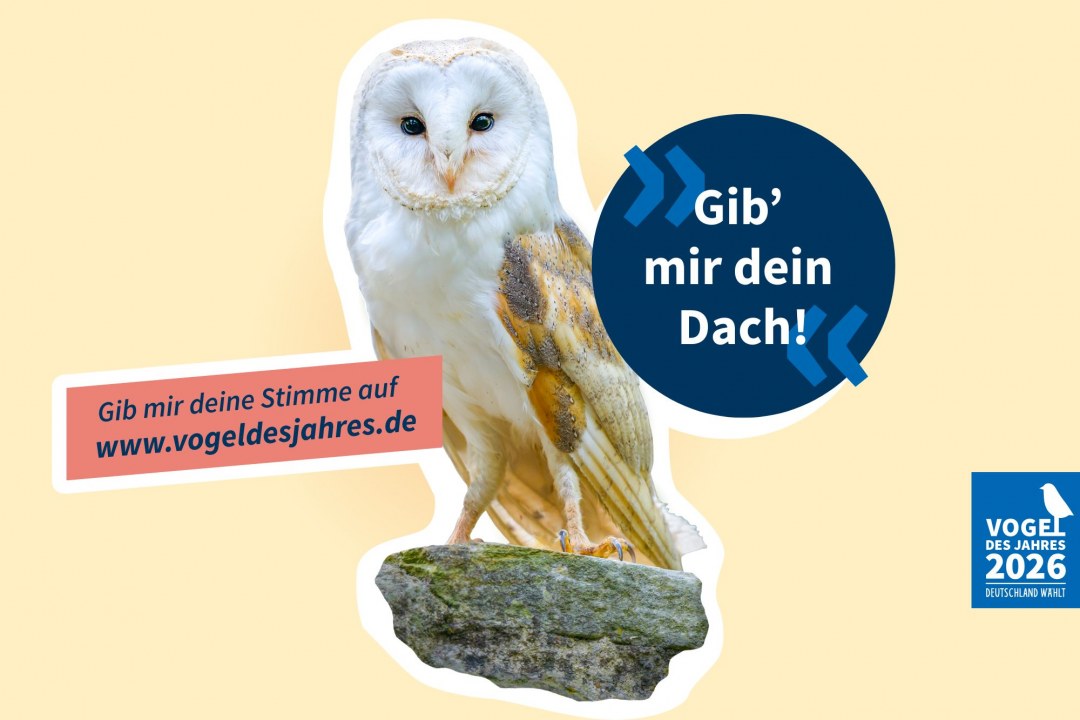 Schleiereule für Vogel des Jahres | © Christoph Bosch