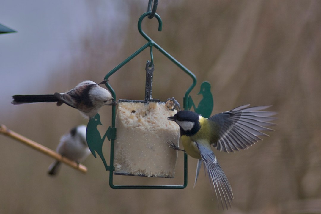 Kohlmeise und Schwanzmeise an einem Energiekuchen | © Fritz Junghans