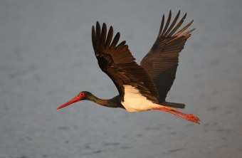Schwarzstorch im Flug über Wasser | © Zdenek Tunka