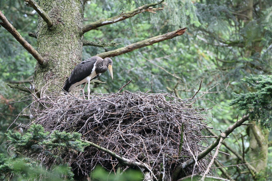 Schwarzstorch im Horst | © Hans-Joachim Fünfstück