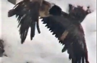 Recka beim Start | © LBV