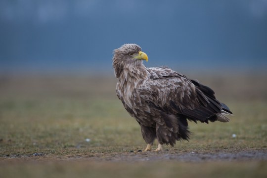 Seeadler | © Wolfgang Lorenz