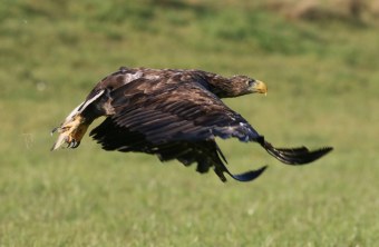 Genesener Seeadler | © Wolfgang Nerb