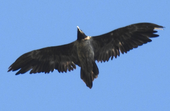 Sisi im August 2025 | © Anna Käppeli