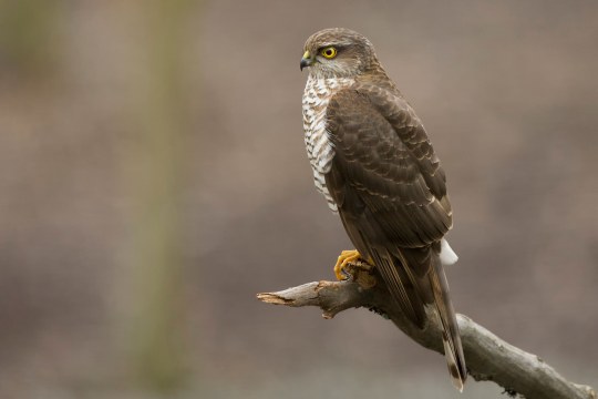 Sperber sitzt auf einem abgebrochenen Ast | © Rosl Rößner