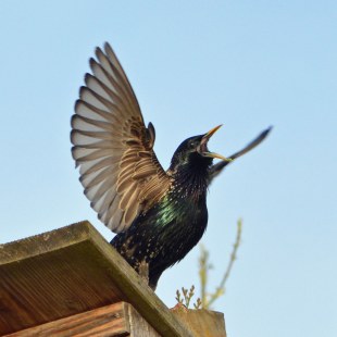 Balzender Star schreit und steht mit ausgebreiteten Flügeln auf einem Nistkasten | © Uli Waldbach