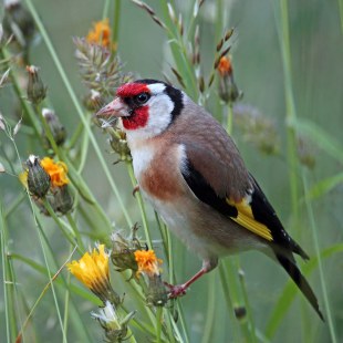 Stieglitz, Distelfink  | ©  Frank Derer