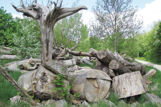 Totholz liegt aufgeschichtet auf einer grünen Wiese | © Birgit Helbig