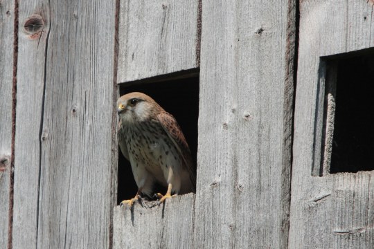 Turmfalke sitzt in einem Kirchturm | © Andreas Hartl