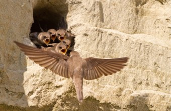 Uferschwalbe im Anflug um Nestlinge zu füttern | © Andreas Hartl