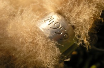 Nahaufnahme eines silbernen Vogelring an einem Uhu-Bein mit der Nummer 24959 | © Christiane Geidel