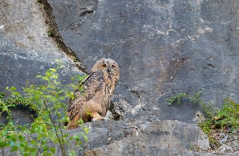 Junger Uhu an einer Felswand | © Christoph Bosch