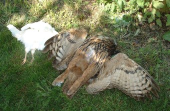 Vergifteter Uhu | © LBV