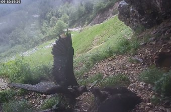 Vinzent und Wiggerl |© Screenshot LBV Bartgeierwebcam