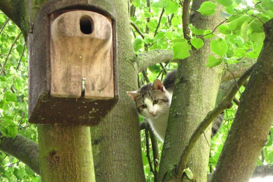 Katze sitzt auf einem Baum und pirscht sich an einen dort hängenden Nistkasten an | © Thomas Staab