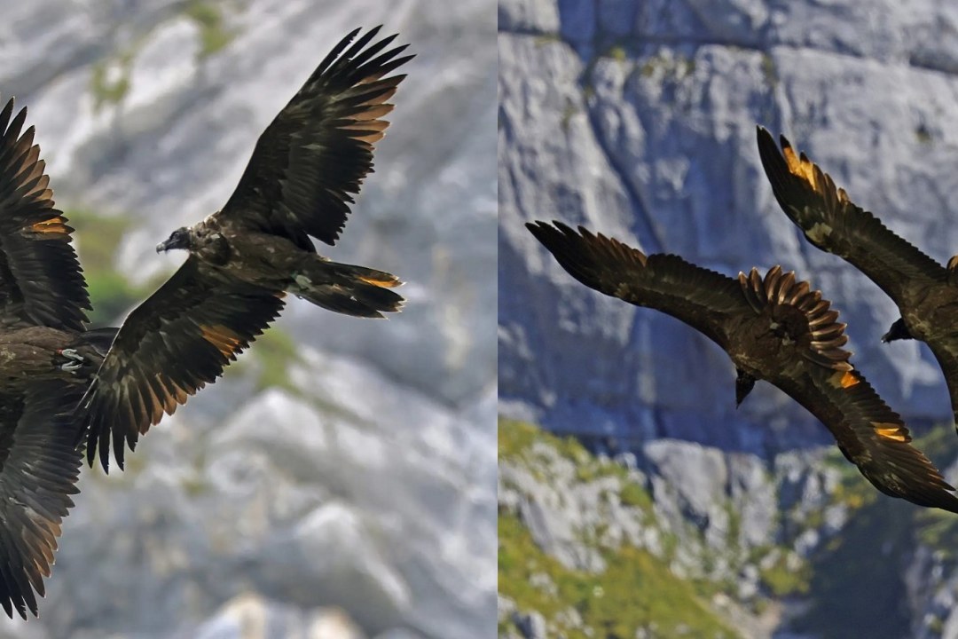 Alle ausgewilderten Bartgeier |  © Markus Leitner