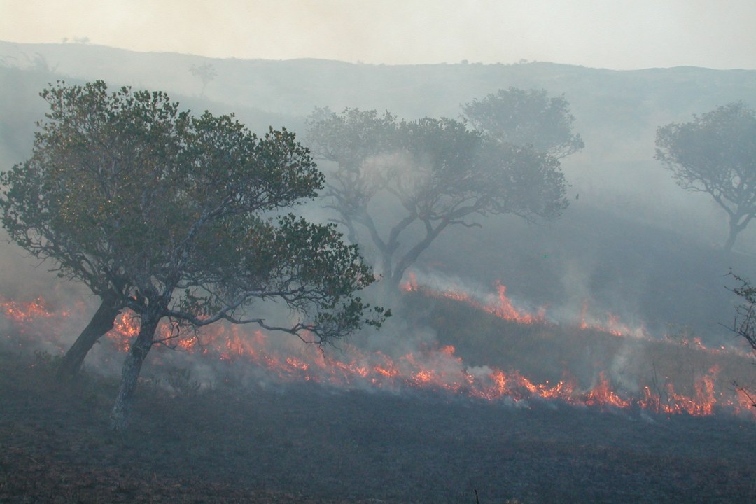 Feuerzungen am Boden und viel Rauch in einem Wald | © Dr. Christoph Moning