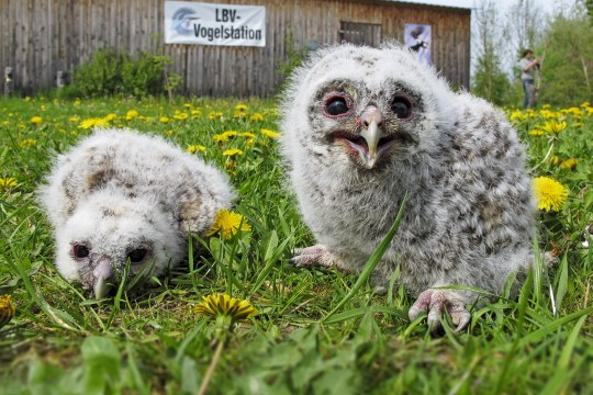 junge Waldäuze | © F. Baer