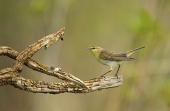 Waldlaubsänger auf Ast | © Dieter Hopf