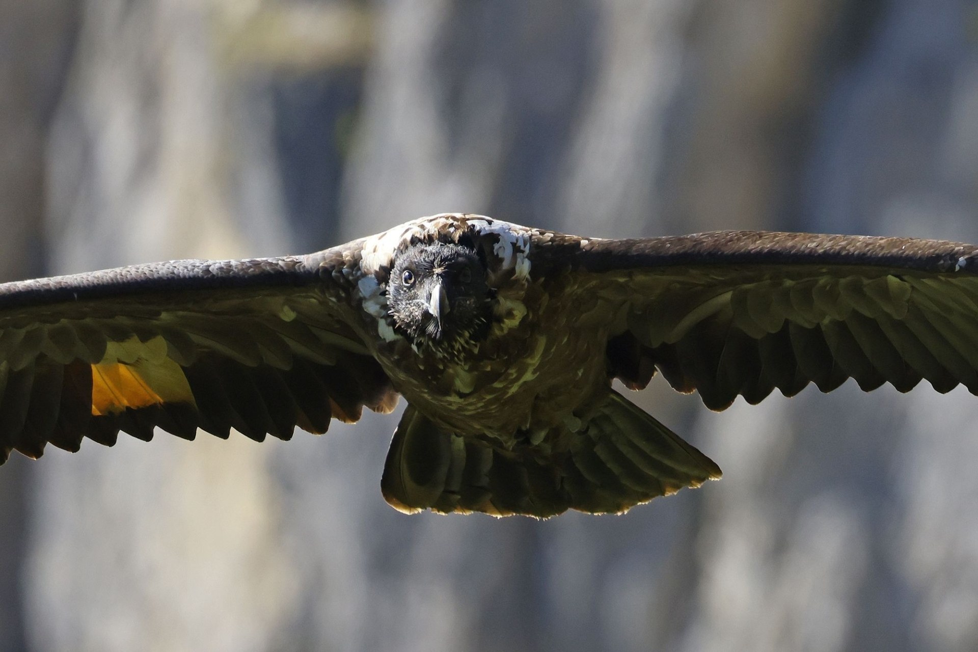 Wally Nahaufnahme | © Markus Leitner