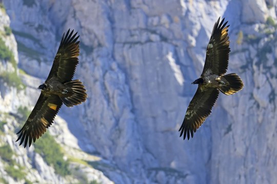 Wally und Bavaria | © Markus Leitner