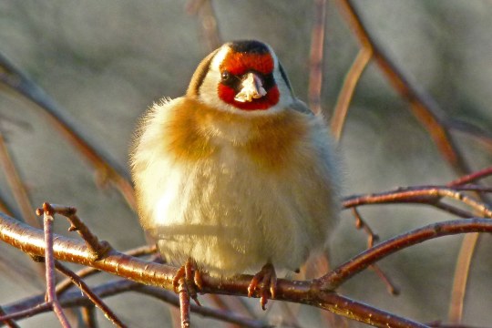 Aufgeplusterter Stieglitz sitzt auf einem Ast und schaut in die Kamera | © Walter Reichert