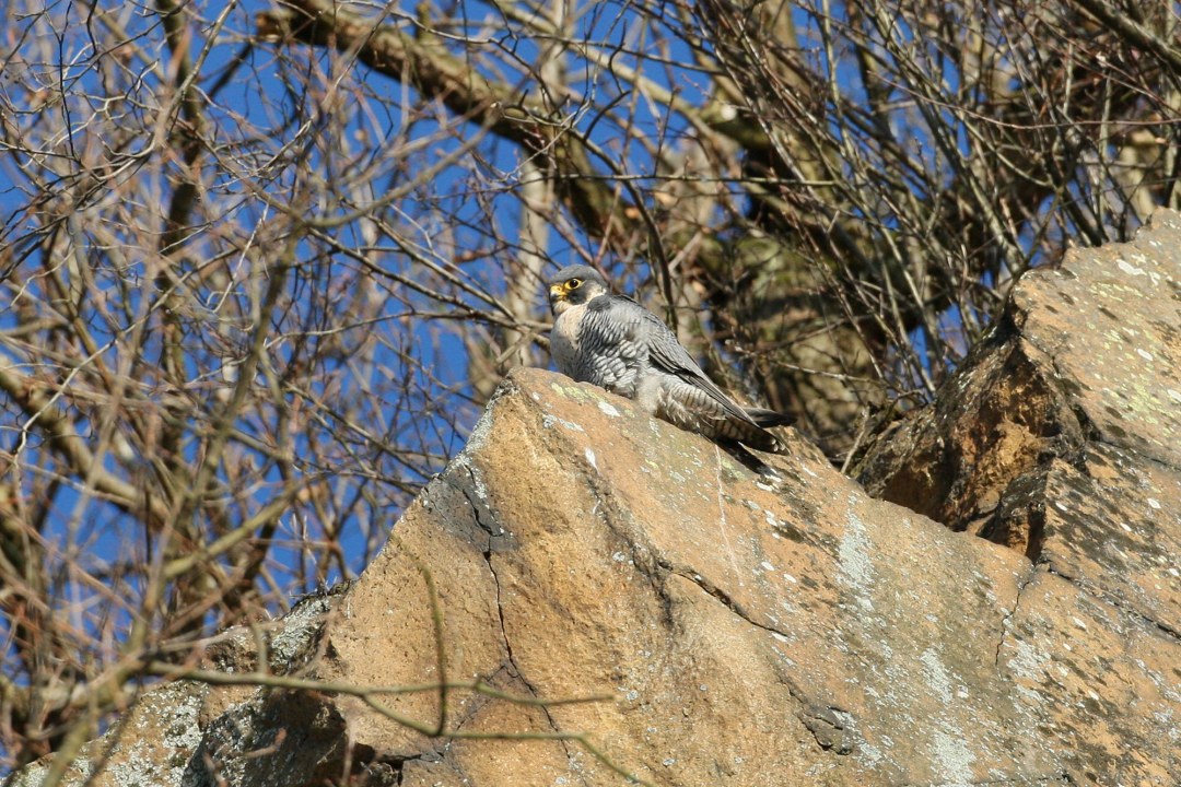 Wanderfalke auf einem Felsen | © Zdenek Tunka