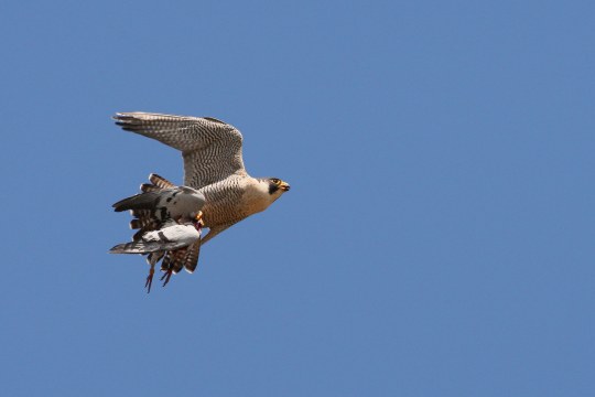 Wanderfalke im Flug mit einer Taube | © Zdenek Tunka