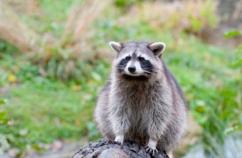 Waschbär sitzt auf einem Baumstamm, im Hintergrund grün | © Christoph Bosch