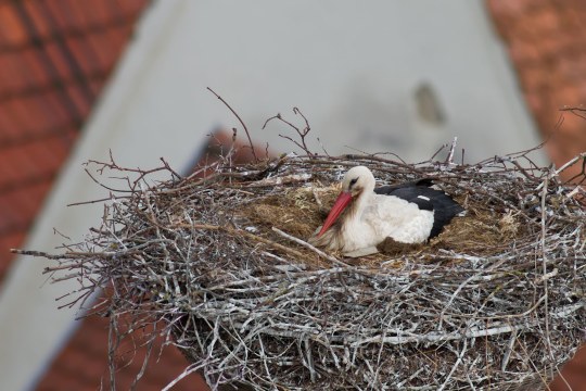 Weißstroch brütet im Horst in Lauingen | © Markus Gläßel
