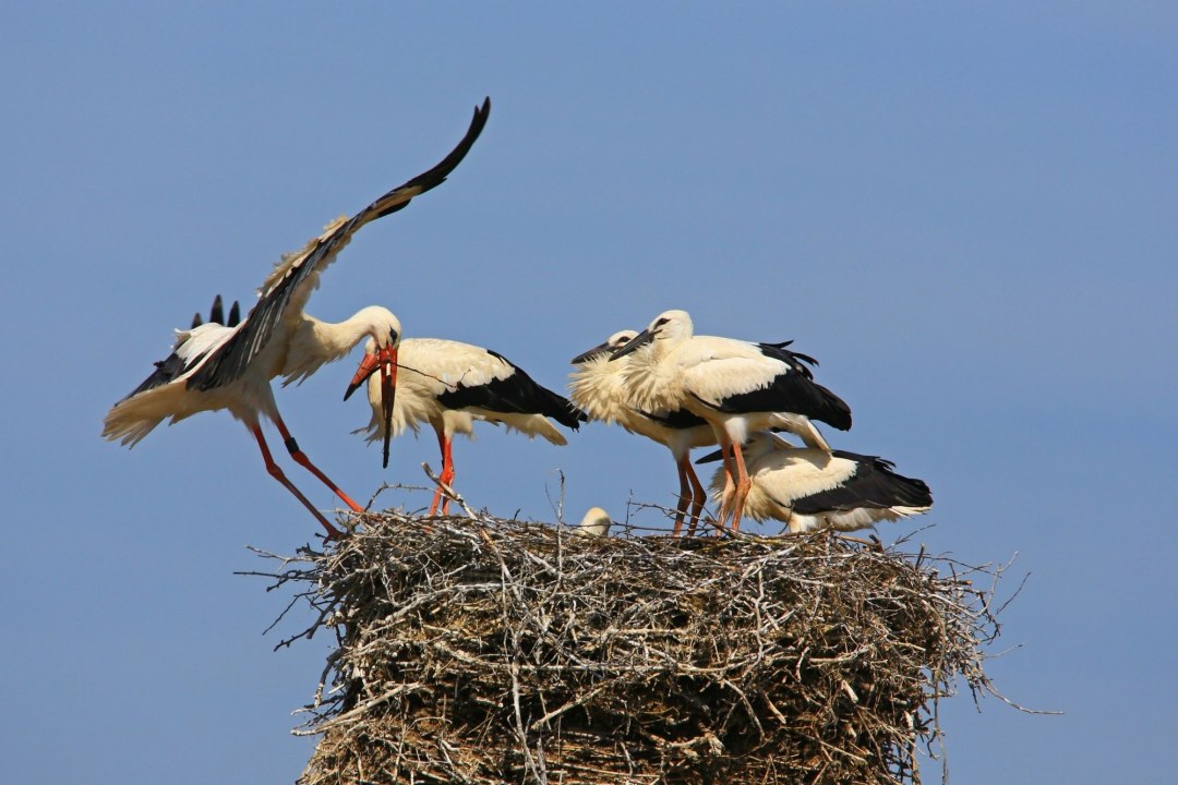 Weissstorch_im_Nest | © Hans Schönecker