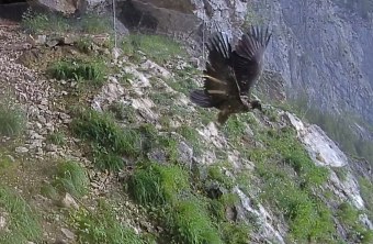 Wiggerl beim Start  |© LBV Bartgeierwebcam