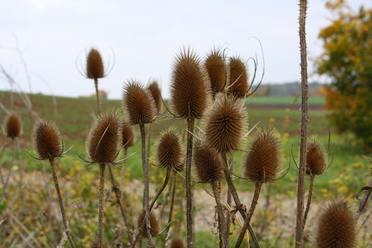 Wilde Karde auf einer Wiese | © Peter Bria