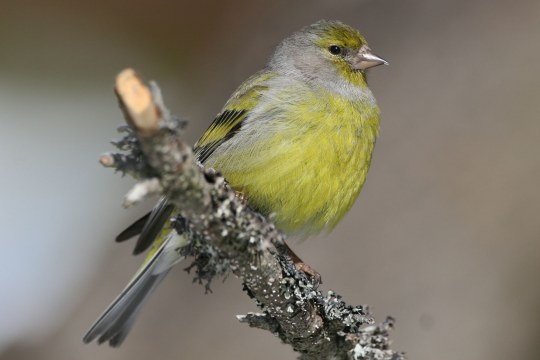 Zitronenzeisig auf Ast | © H.-J. Fünfstück