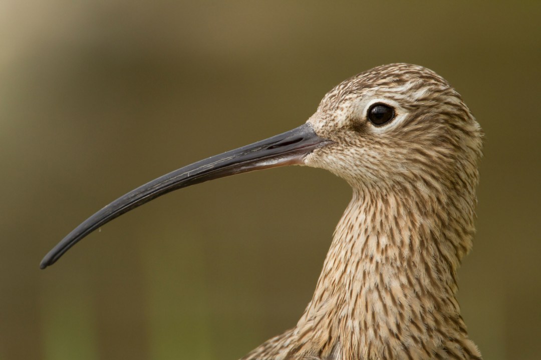 Kopf des Großen Brachvogels im Portrait, seitlich | © Rosl Rößner