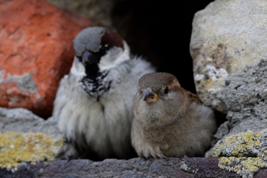 Zwei Haussperlinge schauen aus einer Fassadenöffnung heraus | © Michael Kaiser
