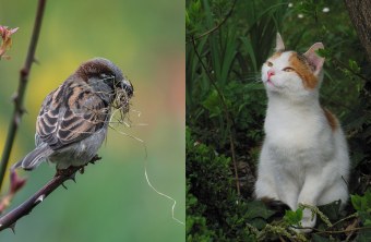 Haussperling mit Nistmaterial auf einer Seite des Bildes, Katze auf der anderen | © Tobias Lindenmeir/Peter Bria