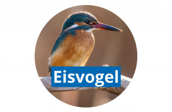 Eisvogel