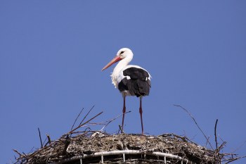 Weißstorch auf seinem Horst, blauer Himmel im Hintergrund | © Angela Maurer