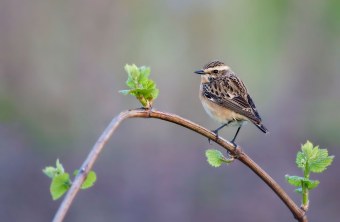 Braunkehlchen sitzt auf einem Strauch, der grüne Blätter hat. Der Hintergrund ist violett-grün | © Rosl Rößner