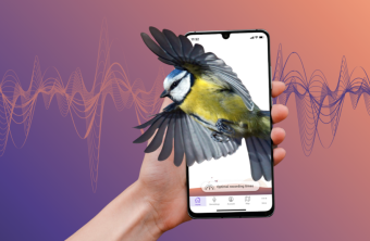 Blaumeise Dawn Chorus | © Dawn Chorus