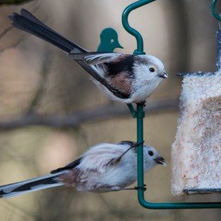 Schwanzmeisen | © Andreas Hartl