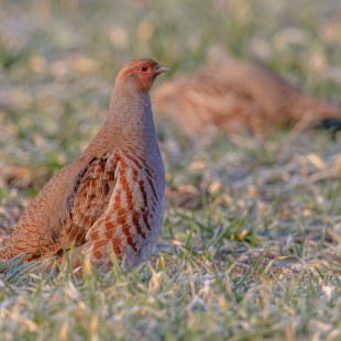 Rebhuhn  | © Gunther Zieger