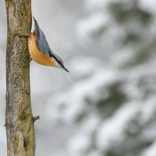 Kleiber | © Dr. Olaf Broders