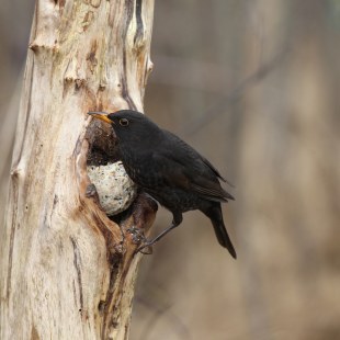 Amsel | © Dieter Hopf
