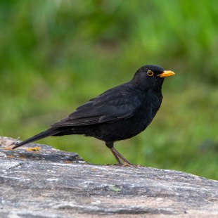 Amselmännchen | © Andreas Fery