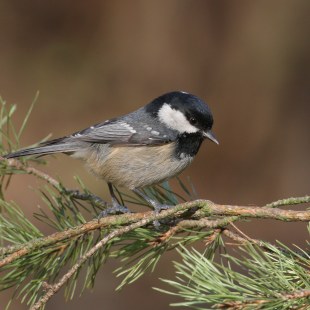 Tannenmeise | © Zdenek Tunka