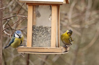 Erlenzeisig und Blaumeise am Futterhaus | © Claudia Becher