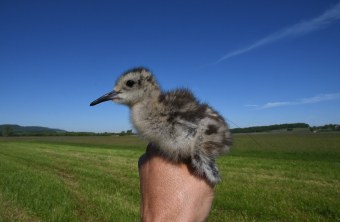Besendertes Brachvogelküken | © Dr. Andreas von Lindeiner